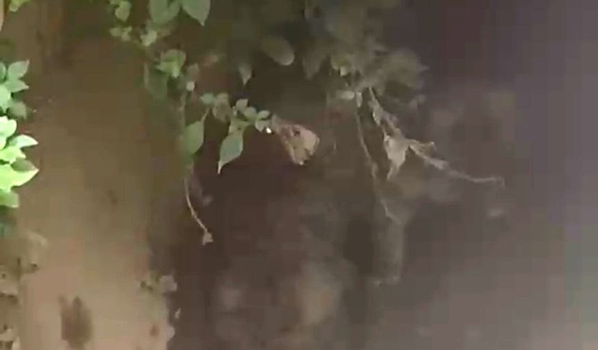 Su kanalında mahsur kalan 2 yavru köpek kurtarıldı