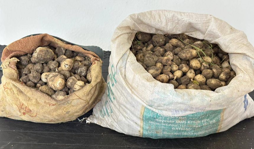 Tunceli'de izinsiz 31 kilo salep yumrusu toplayan 3 kişiye 2 milyon TL ceza