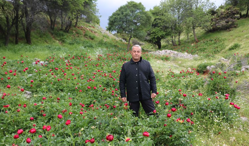 Afyonkarahisar'da 'ayı gülü' açtı; koparmanın cezası 699 bin 245 lira