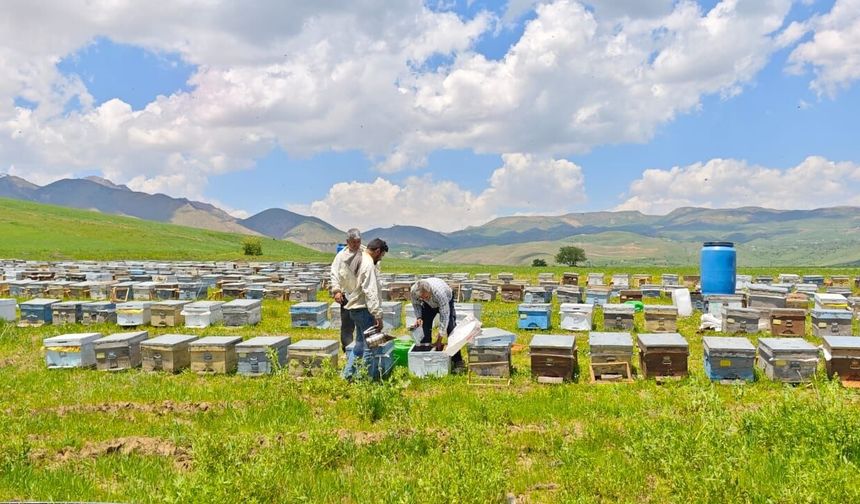 Bodrumlu arıcı, 5 yıldır Yüksekova'da bal hasadı yapıyor