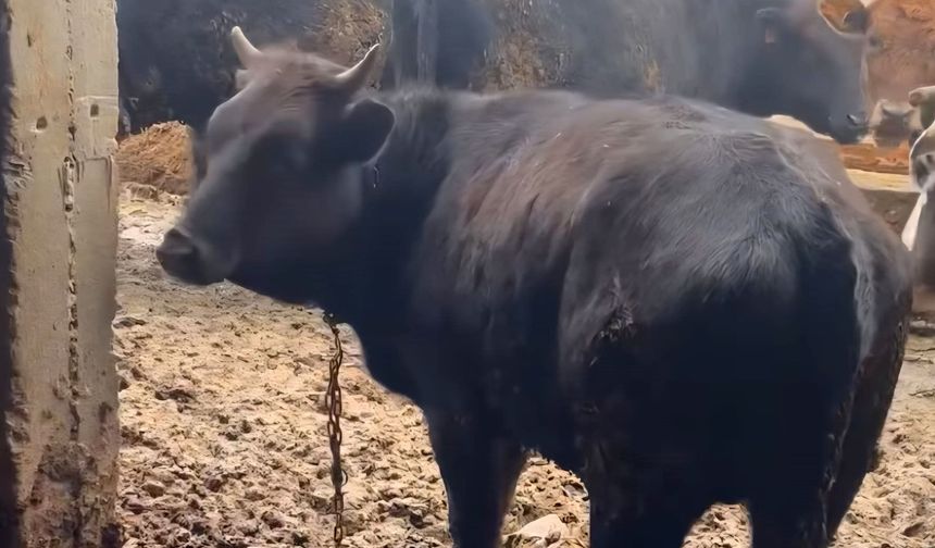 İpinden kurtulan boğanın etrafındakilere saldırısı kamerada