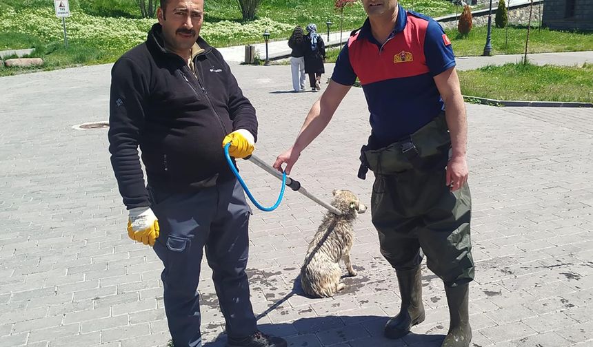 Kars Çayı'na düşen köpeği itfaiyeciler kurtardı