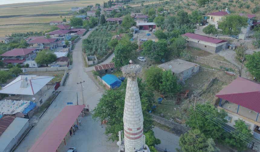 Leylek 'Hitit' 2 yavru dünyaya getirdi