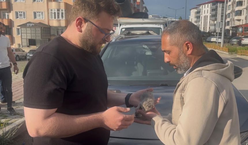 Otomobilin motor bölümüne sıkışan 2 yavru kedi kurtarıldı