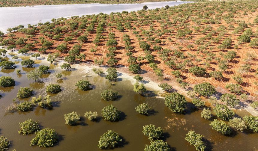 Su altında kalan fıstık bahçeleri dronla görüntülendi