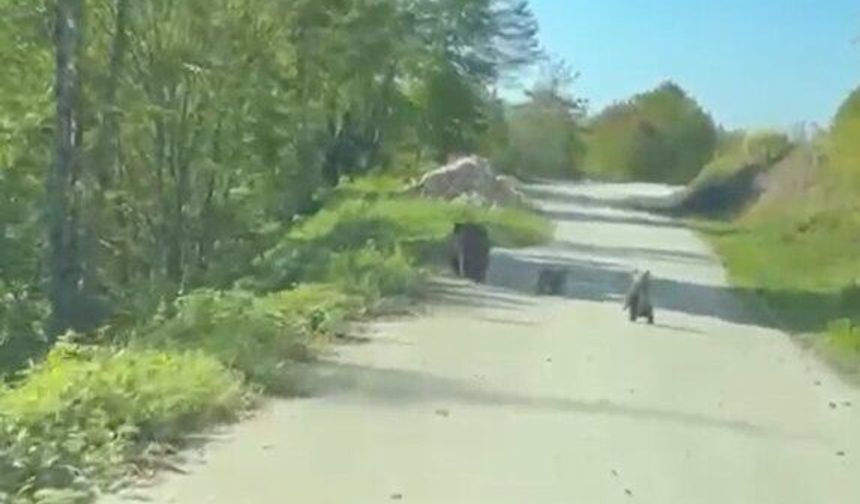 Yola inen bozayı ile 2 yavrusu görüntülendi