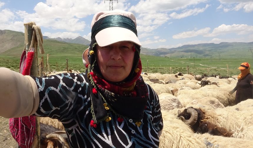 Yüksekova'da berivanların yayla mesaisi başladı