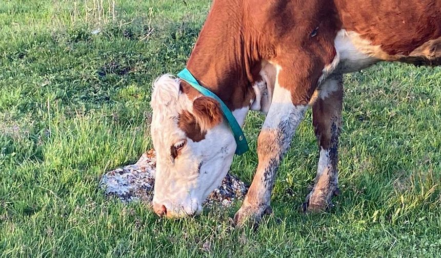 2 bin rakımlı yaylada üretim zamanı / Ek fotoğraflar