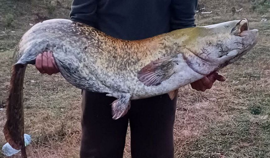 Amatör balıkçı oltayla 35 kilo yayın balığı yakaladı