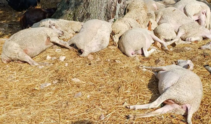 Edirne'de yıldırım düşen ağacın altındaki 30 koyun öldü