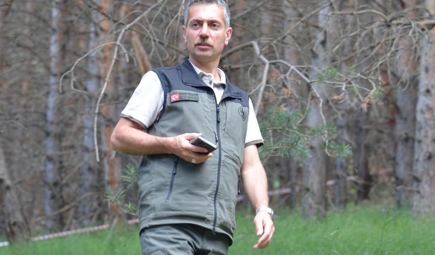 Finlandiya'dan ithal edilen uçucu yağ, Doğu'daki sarıçam ormanlarından üretilecek