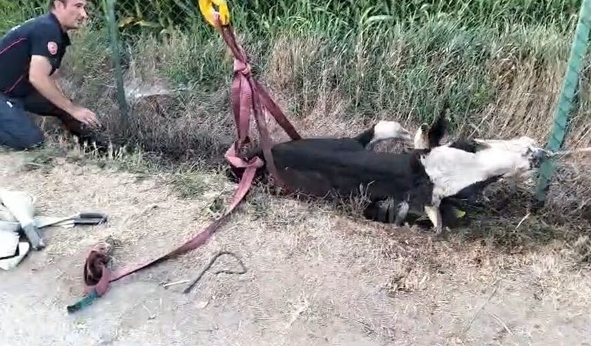 Kanala düşen ineği itfaiye ekibi kurtardı