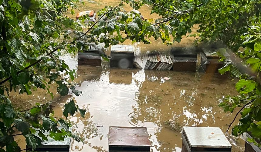 Kastamonu'da Cide'de sağanak; Devrekani Çayı taştı, ev ve iş yerini su bastı (2)