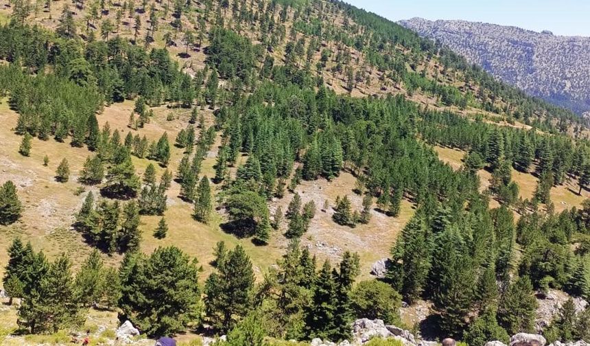 Kekik toplama çıktı, kayalıklardan düştü