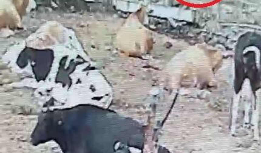 Kırşehir'de mandıraya giren 2 kurdun buzağıyı yaraladığı anlar kamerada