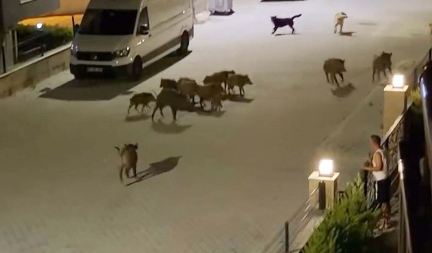 Kuşadası'nda başıboş köpekler yavru yaban domuzuna saldırdı; o anlar kamerada