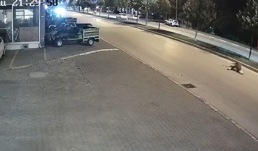 Motosikletin çarptığı inek öldü; kaza kamerada