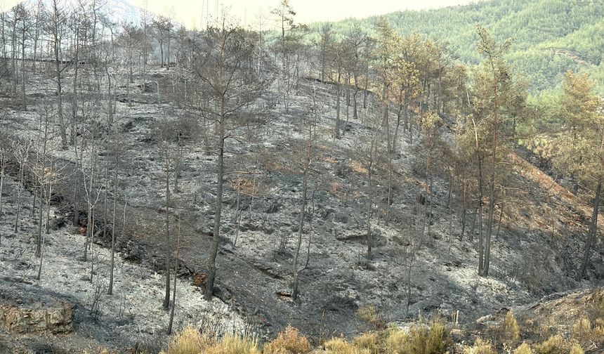 Muğla'daki yangınlarda 5 bin hektardan fazla alan zarar gördü