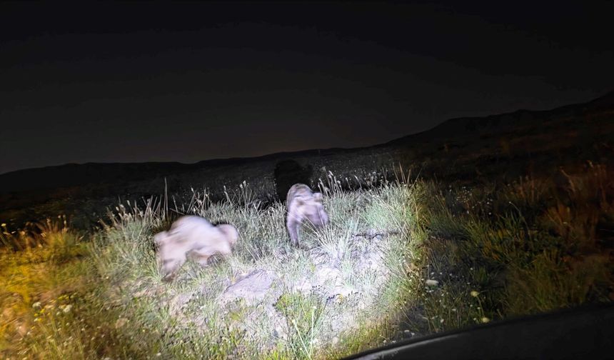 Nemrut'ta bozayılar yiyecek ararken görüntülendi