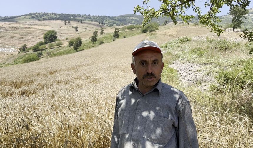 Osmaniye'de yüksek rakımlı tarlalarda orakla buğday hasadı