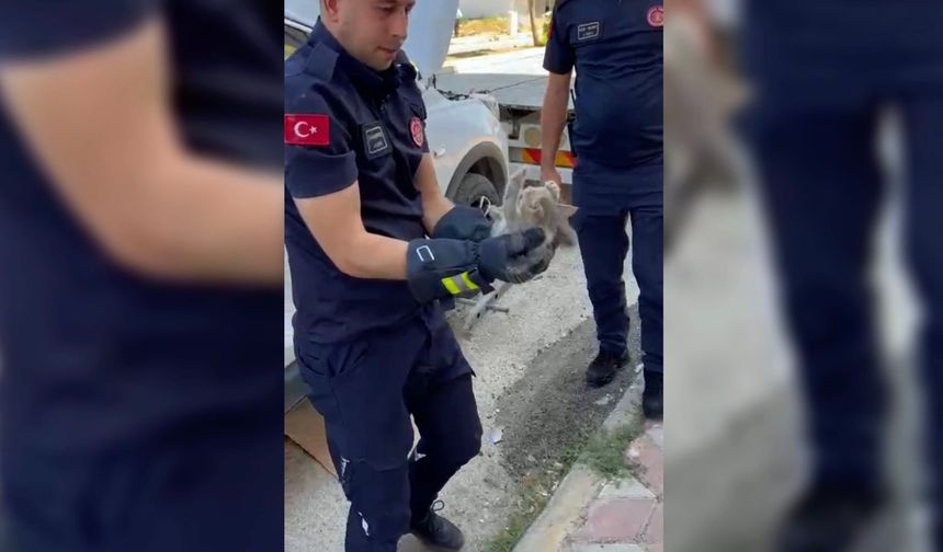Otomobilin motor kısmına giren yavru kediyi itfaiye kurtardı