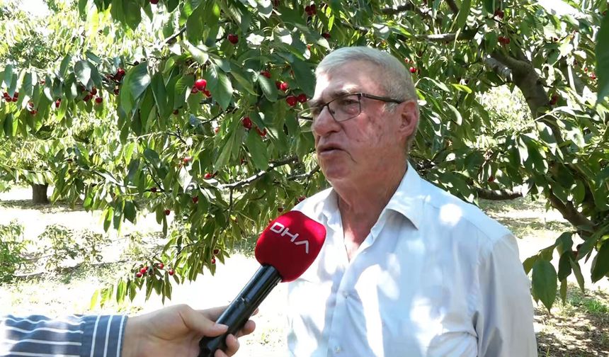 Sultandağı kirazında 'rekor' rekolte beklentisi