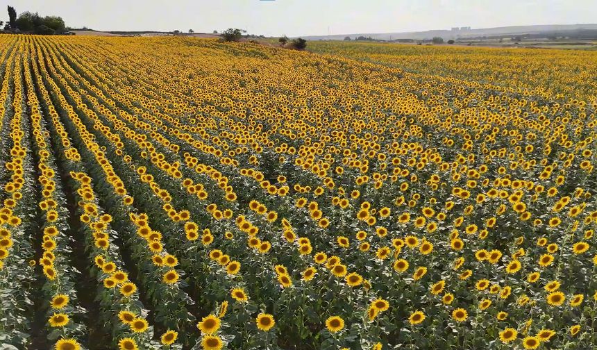 Trakya'da 'Sarı gelin' olarak adlandırılan ayçiçeği tarlaları görsel şölen sunuyor