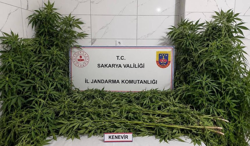 Jandarmanın 2 ayrı uyuşturucu operasyonunda 3 tutuklama