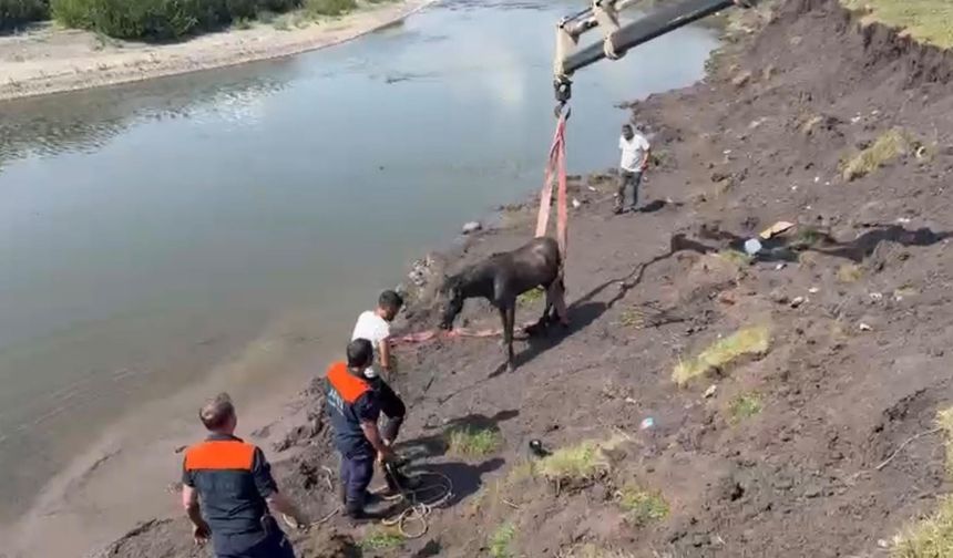 Nehirde balçığa saplanan at için ekipler seferber oldu