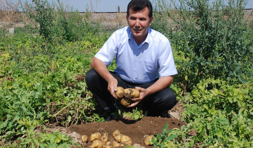 Niğde'de kilosu 25 liradan satılan patates, üreticinin yüzünü güldürdü