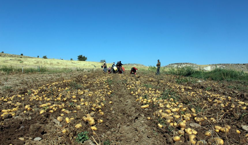 Patatesin tarladaki kilo fiyatı 10, pazar ve marketlerde 40 lira