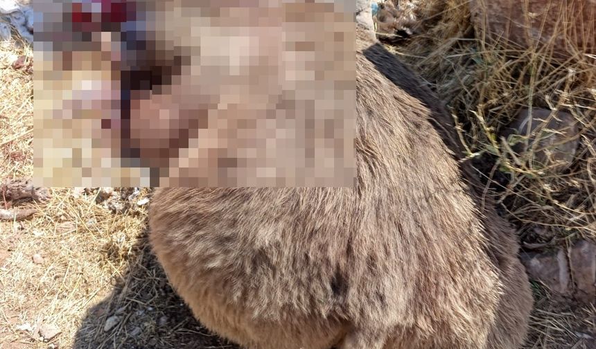 Bingöl'de 3 bozayı ölü bulundu