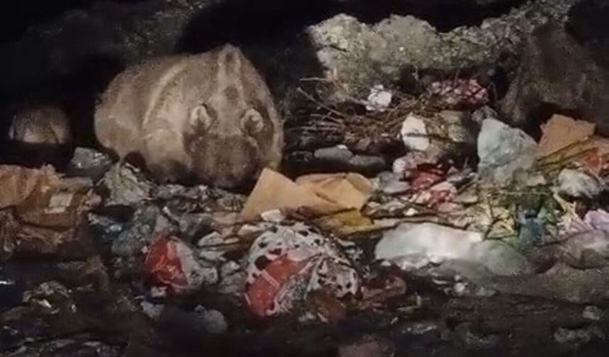 Bingöl'de ayı ve kurtlar, çöpten yiyecek ararken görüntülendi