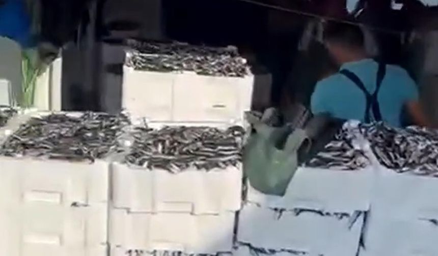 Çanakkale'de balıkçılar 1500 kasa sardalya avladı