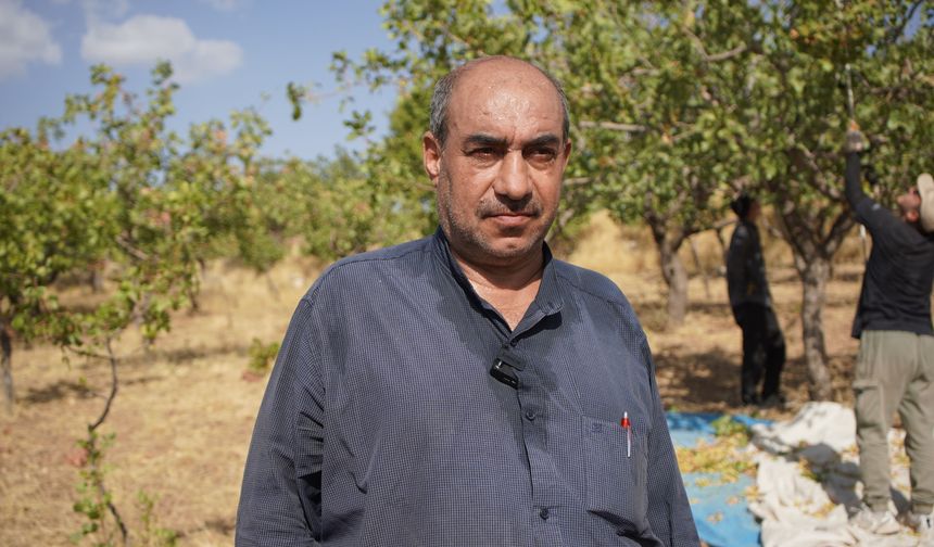 Hırsızlık korkusu, Siirt'in 'yeşil altın'ında hasadı erkene çektirdi