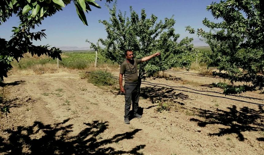 Hobi olarak başladığı badem yetiştiriciliğinde 20 bin ağaca ulaştı; 10 ton rekolte bekliyor