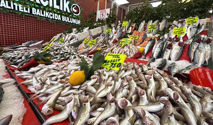 Karadeniz'de palamut bolluğu