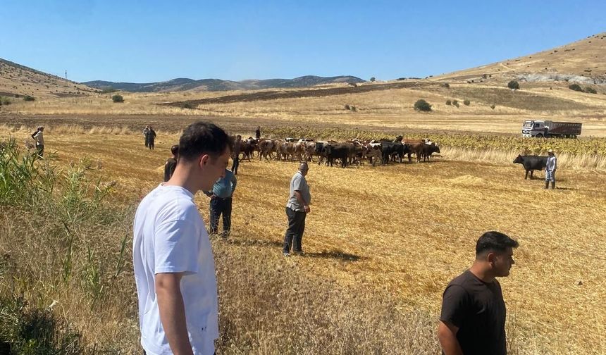 Kırşehir'de TIR devrildi: 4 büyükbaş hayvan öldü