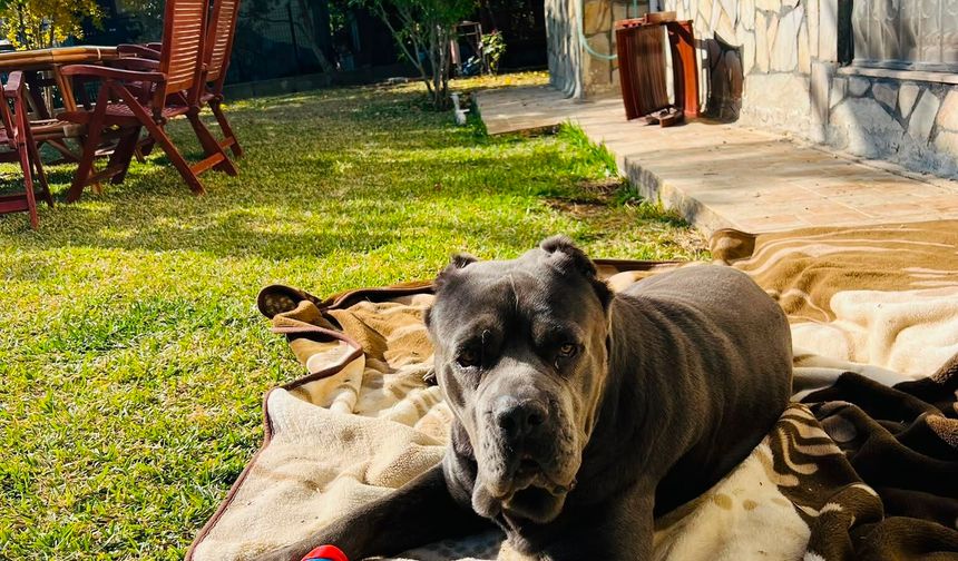 Köpek Şila'nın rahminden, 6 kilo 750 gram enfeksiyonlu kitle çıkarıldı
