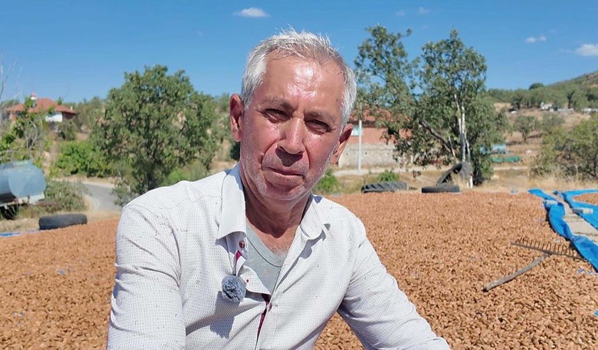 Manisa'da badem hasadı başladı; 625 ton rekolte bekleniyor
