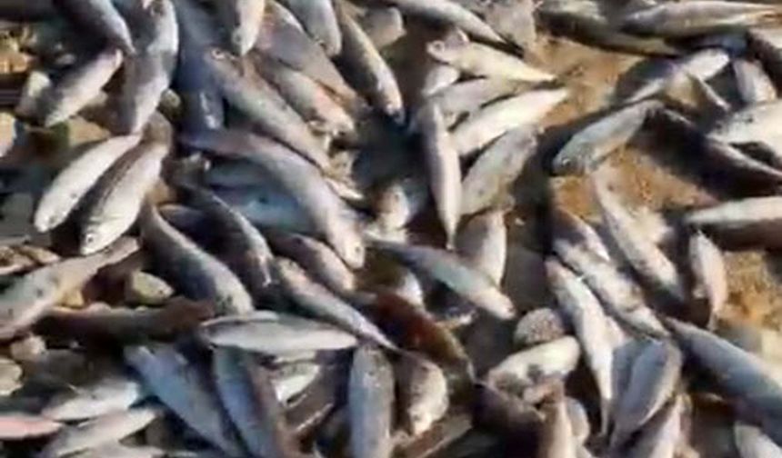 Milas'ta toplu balık ölümüne inceleme