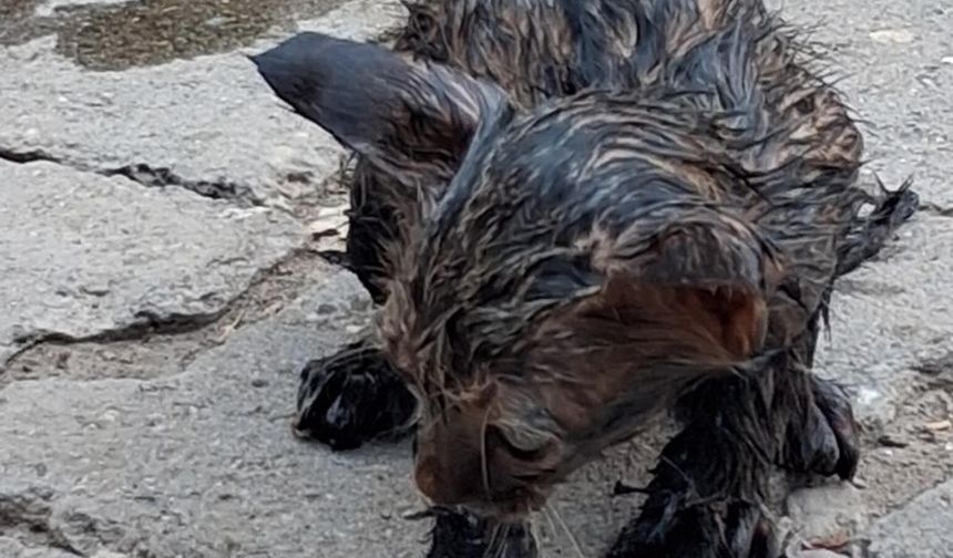 Zifte yapışan yavru kediyi itfaiyeciler kurtardı