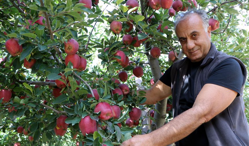 Akademisyen aile öncülük etti, Van elması sınırları aştı