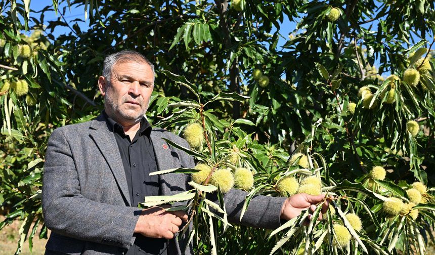 Demirci kestanesinde hasat başladı