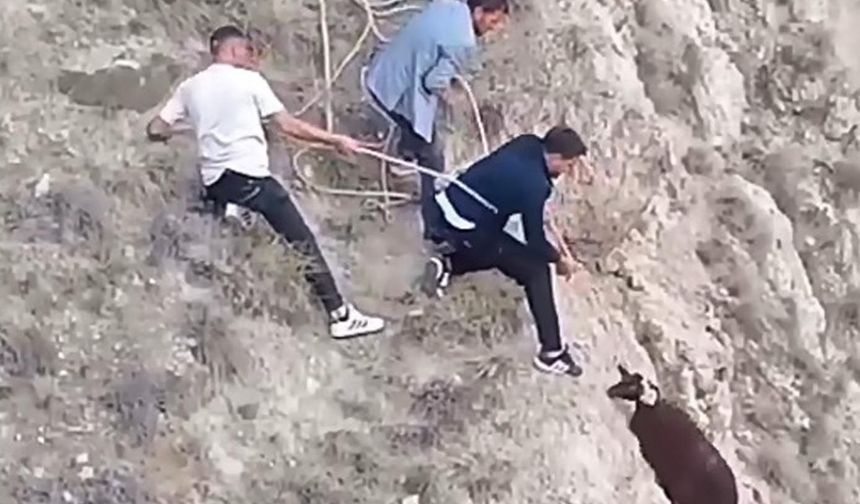 Gençler sarp kayalıklarda mahsur kalan koyunu kementle kurtardı