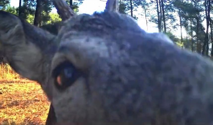 Karacaların boynuz boynuza kavgası fotokapanda