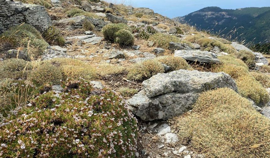 Kaz Dağları'nda yeni bir böcek türü keşfedildi