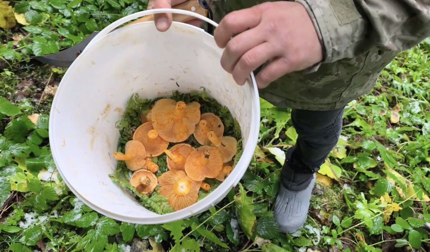 Mantar toplamak için ormana gidenlere kar sürprizi