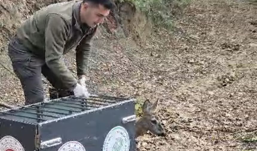 Otomobilin çarptığı karaca, tedavisi sonrası doğaya bırakıldı